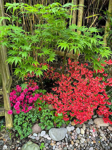 Stock photo showing red and pink flowering azalea shrubs and a Japanese maple (Acer palmatum) in a flower bed located under a wooden tree walkway in a Springtime Japanese-style garden.