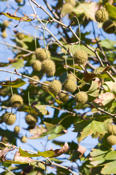 Close-up image of American sycamore fruits stock photo