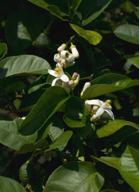 Close-up image of American wonder lemon flowers stock photo