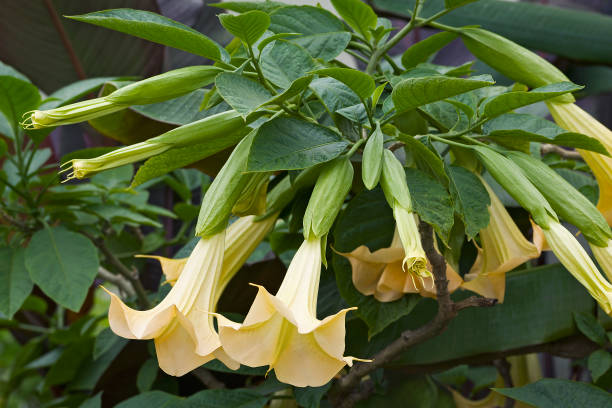 Close-up image of Angels trumpet flowers. stock photo