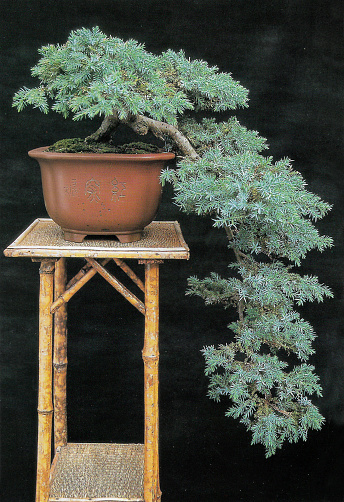 Stock photo showing a studio shot of a Juniper (Juniperus) bonsai tree isolated against a black background. This bonsai had been trained into a Kengai (Cascade) style.