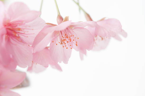 ein nahaufnahmebild von kirschblüten hell erleuchtet auf weißem hintergrund. nahaufnahmebild. frühling in japan. kawazu-zakura kirschbaum, creases lannesiana träger. - papier blumen studio stock-fotos und bilder