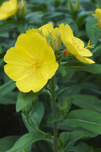 Close-up image of Common evening primrose flowers stock photo