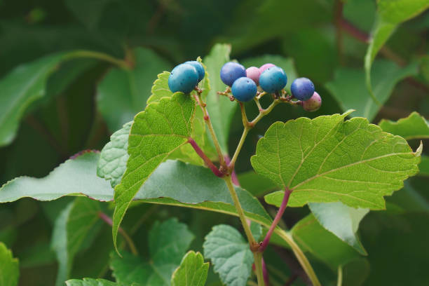 Close-up image of Creeper fruits and leaves stock photo