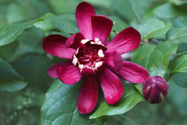Close-up image of Eastern sweetshrub flower stock photo