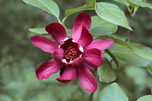 Close-up image of Eastern sweetshrub flower stock photo