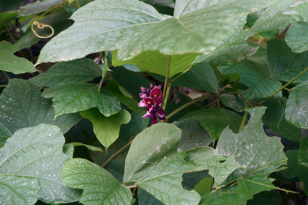 Close-up image of Kudzu flowers stock photo