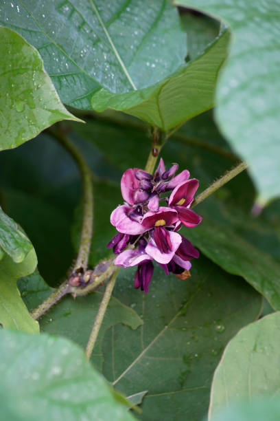 Close-up image of Kudzu flowers stock photo