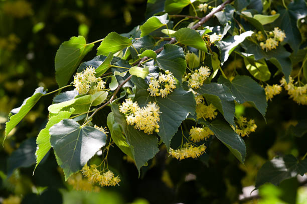 Close-up image of Linden tree blossoms on a branch stock photo