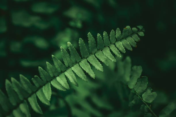 close-up beeld van weelderige ladder fern (nephrolepis exaltata) bladeren, zwaardvaren, de varen van boston of fishbone varen - hangplant wood stockfoto's en -beelden