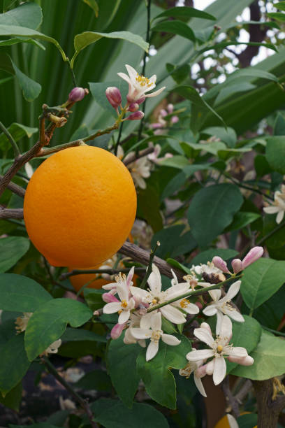 Close-up image of Meyer lemon fruit and flowers stock photo