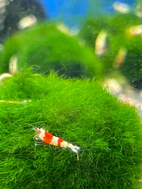 Close-up image of red and white candy cane shrimps (Alpheus randalli) feeding on java moss (Taxiphyllum barieri) balls in a freshwater fish tank, focus on foreground Stock photo showing a group of red and white candy cane shrimps (Alpheus randalli), which are pictured feeding on a mat of green Java moss ball (Taxiphyllum barieri) in a tropical fish tank. Moss aquarium stock pictures, royalty-free photos & images