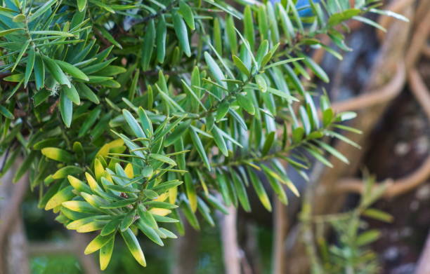 Closeup image of Totara tree leaves. Podocarpus totara stock photo