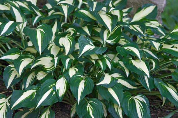Close-up image of Variegated Hosta stock photo