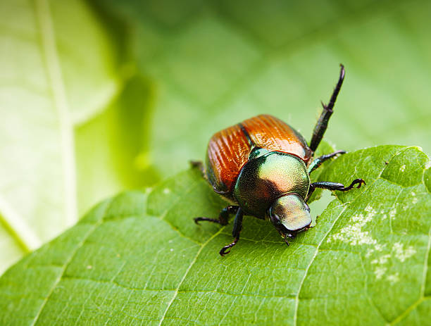 Close-up Macro of a Japanese Beetle Feeding on Leaves Hz Subject: A Japanese beetle feeding on tender green leaves causing crop devastation. Japanese Beetles  stock pictures, royalty-free photos & images