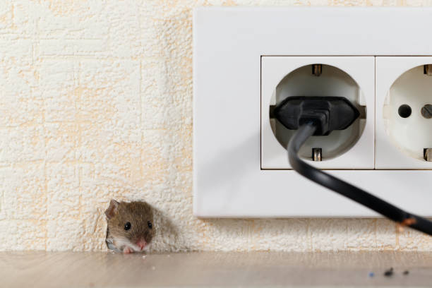 closeup mouse (Mus musculus)  peeps out of a hole in the wall with electric outlet. Mice control concept. Extermination. stock photo