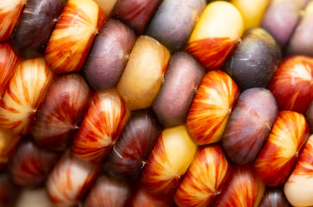 Closeup Multicolored Corn on the Cob stock photo