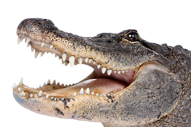 close-up of a 30 year old american alligator with open jaw - aligator bildbanksfoton och bilder