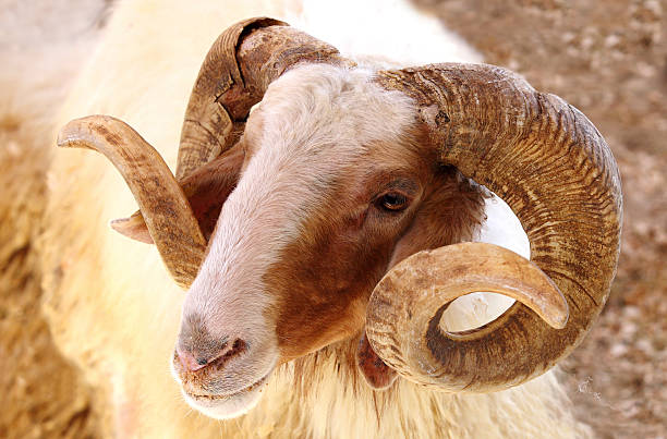 Closeup of a Awassi sheep stock photo
