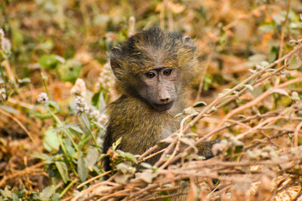 Close-up of a baby baboon in Lake Manyara National Park, Tanzania stock photo