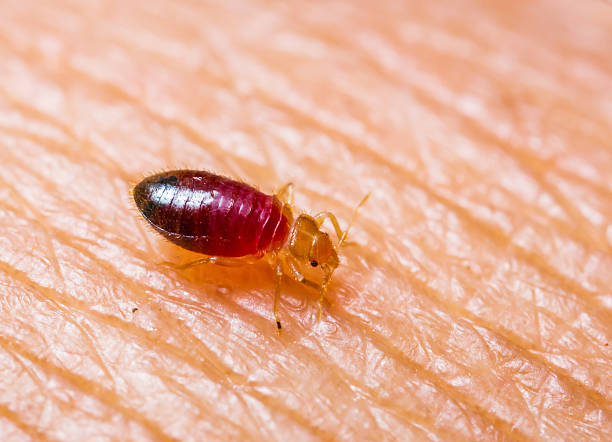 Close-up of a baby bedbug on skin Baby bedbug or cimex after sucked blood from skin bed bug bite stock pictures, royalty-free photos & images