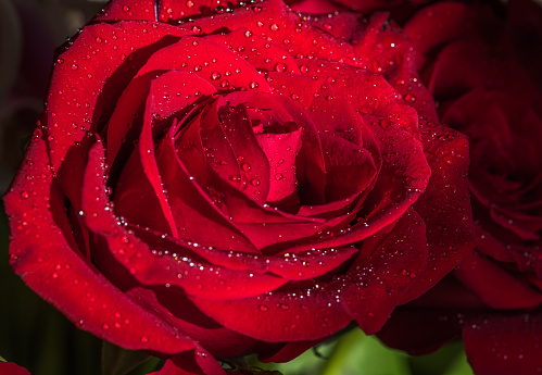 Closeup of a beautiful red rose covered with dew drops in the natural dark background.