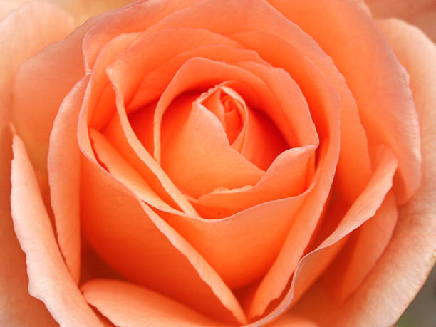 Close-up of a beautiful rose petals stock photo