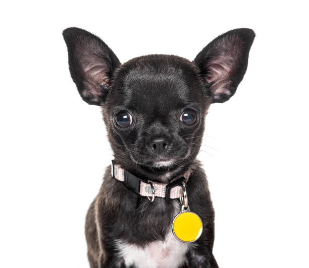 Close-up of a Black Chihuahua wearing a collar Close-up of a Black Chihuahua wearing a collar collar stock pictures, royalty-free photos & images