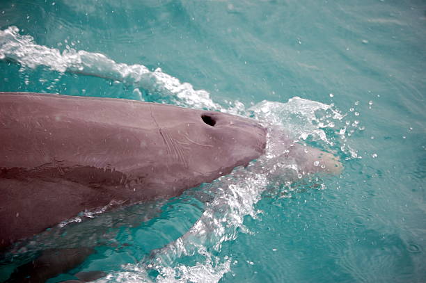 gros plan d'un dauphin bottlenosed à key west, en floride - event photos et images de collection