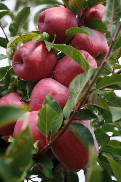 Closeup of a branch with fresh red apples stock photo
