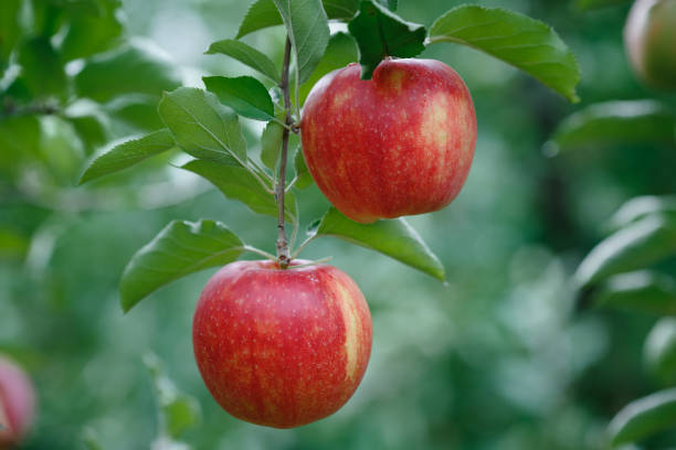 Closeup of a branch with fresh red apples stock photo