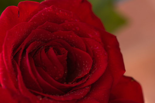 Bright red rose with dew drops. Macro image, close-up, shallow depth of field.