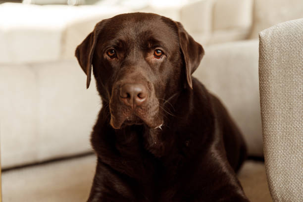 Close-up of a brown labrador retriever dog laying in light modern living room stock photo