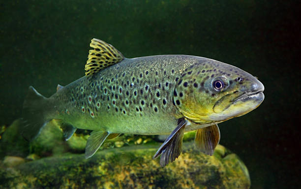 A close-up of a brown trout swimming in the water stock photo