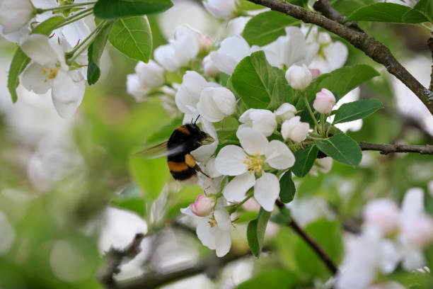 Close-up of a bumblebee between apple tree blossoms Daytime sideview close-up of a bumblebee inside apple tree blossom (´malus pumila´) in springtime apple blossom stock pictures, royalty-free photos & images