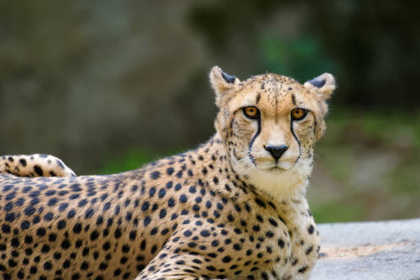 Closeup of a cheetah stock photo