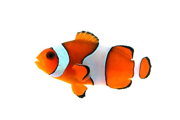 A close-up of a Clownfish on a white background stock photo