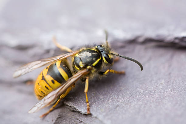 Close-up of a common wasp on a natural brown bark surface stock photo