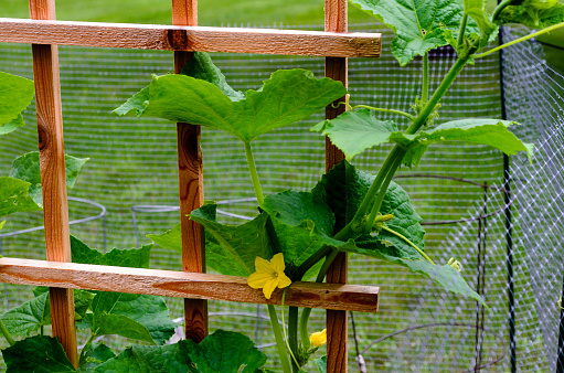 Close-up of a cucumber plant on a trellis with a yellow flower in a community garden