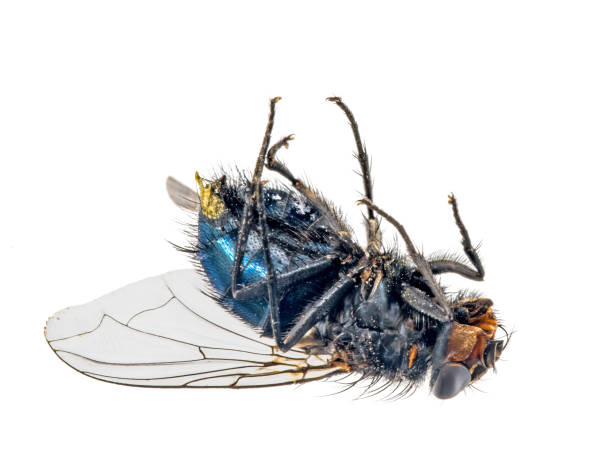insektfluga i naturen 2073724 Stock Photo