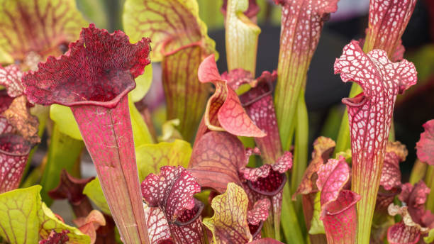 Closeup of a deep cavity pitfall traps of Sarracenia leucophylla. Bizarre almost alien-looking insect and flycatcher plant as banner or background stock photo