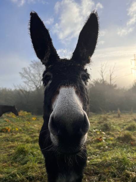 Close-up of a donkey stock photo