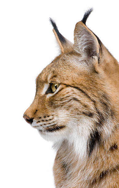close-up of a eurasian lynx's head (5 years old) - euraziatische lynx stockfoto's en -beelden
