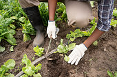 istock Close-up of a female farmer digging soil on farm 1325264983