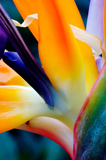 A close-up of a flower of a bird of paradise Bird of Paradise flower with distinctive shape and brilliant colours of its thick, fleshy bracts. bird of paradise plant stock pictures, royalty-free photos & images