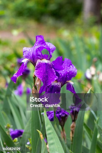 istock Closeup of a flower of purple bearded iris with raindrops on blurred green natural background. 1400824129