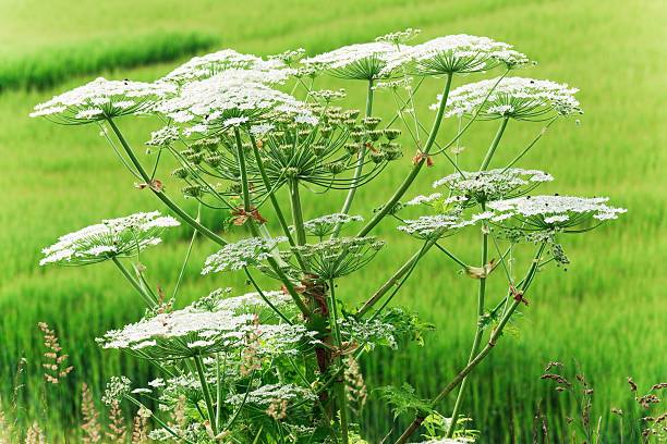 Close-up of a giant hogweed growing in a field of grass stock photo