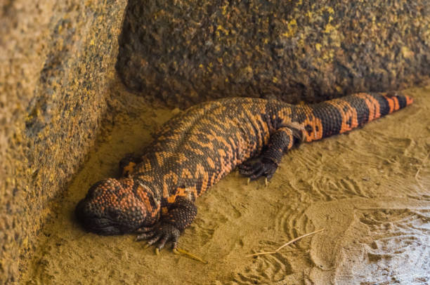 closeup of a gila monster, venomous lizard from the desert of America, Tropical reptile specie closeup of a gila monster, venomous lizard from the desert of America, Tropical reptile specie gila monster photos stock pictures, royalty-free photos & images