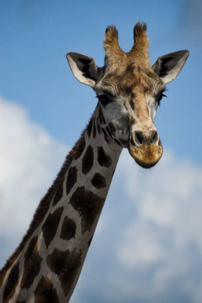 Close-up of a giraffe in Safari Park Beekse Bergen in The Netherlands stock photo