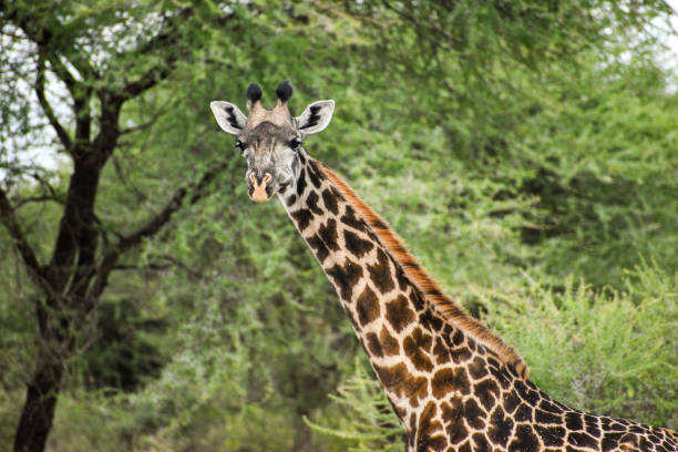 Close-up of a giraffe in Tarangire National Park, Tanzania stock photo